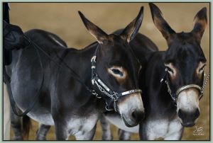 Country Music Eli Barsi and Farmstead's Moon Pie, Reserve Champion High Point Best Matched Pair in Tennessee!